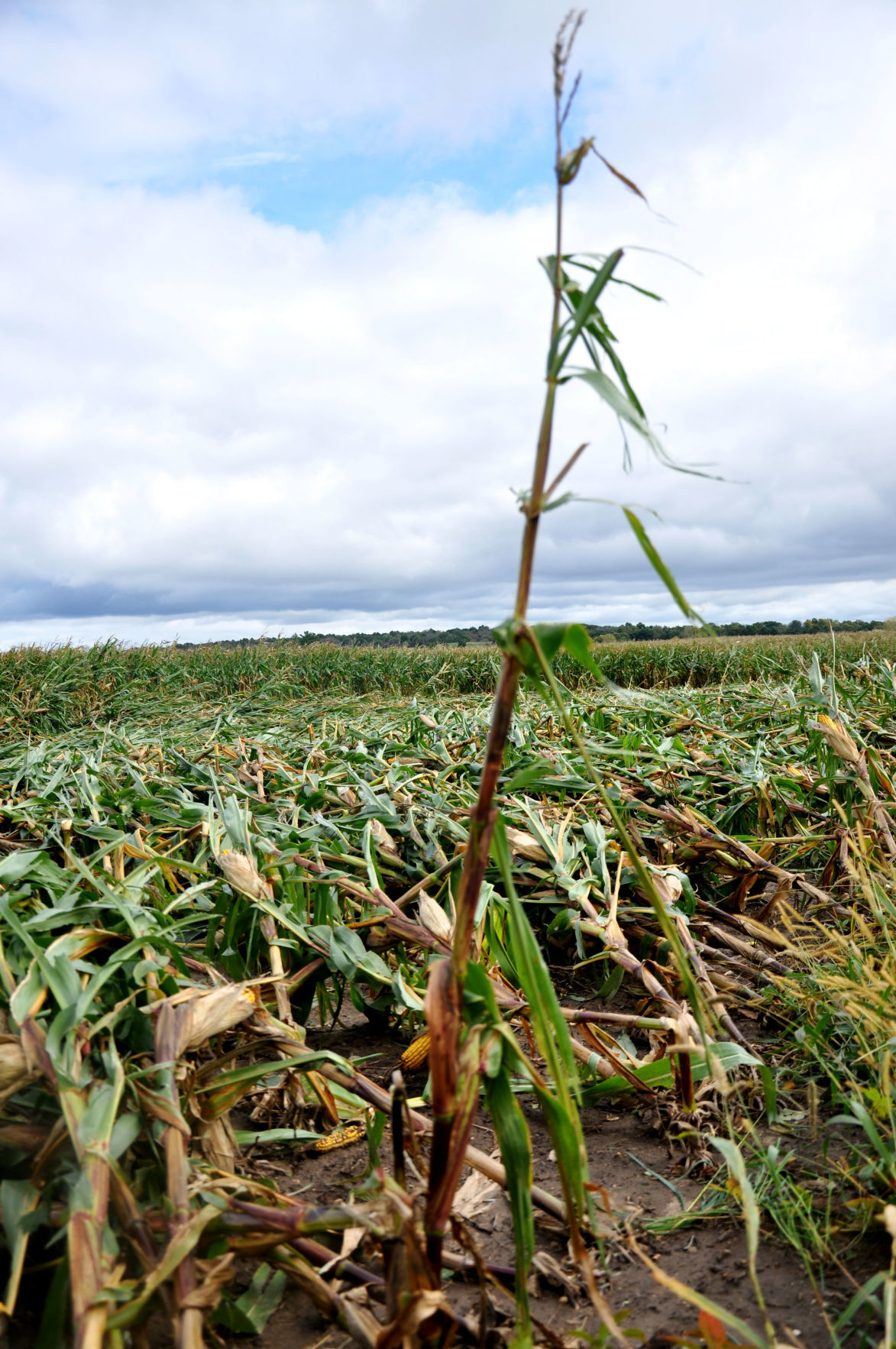 Tornado damage